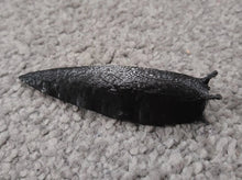 Load image into Gallery viewer, Slug Geocache Container Black Brown Glow in the Dark