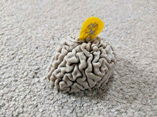 Load image into Gallery viewer, Brain Shaped Plectrum Holder Pleck Pluck Stand Choose Your Colour