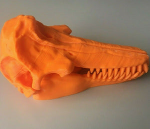 Killer Whale Skull Model Moving Jaw Bones 3d Printed Pick Your Colour