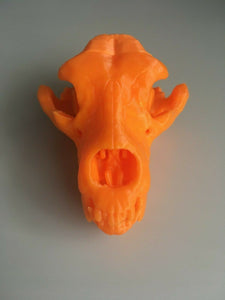 Kodiak Bear Skull Animal Model Moving Jaw Bones 3d Printed Pick Your Colour