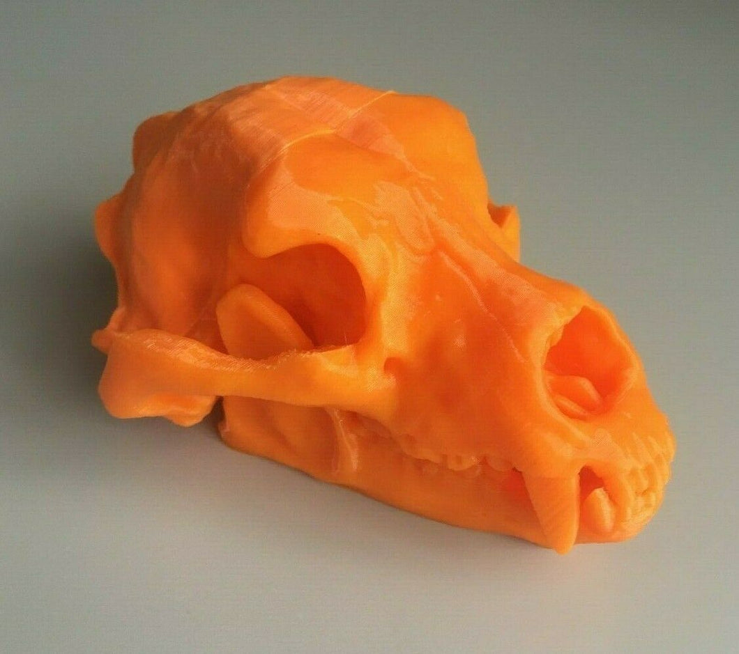 Kodiak Bear Skull Animal Model Moving Jaw Bones 3d Printed Pick Your Colour