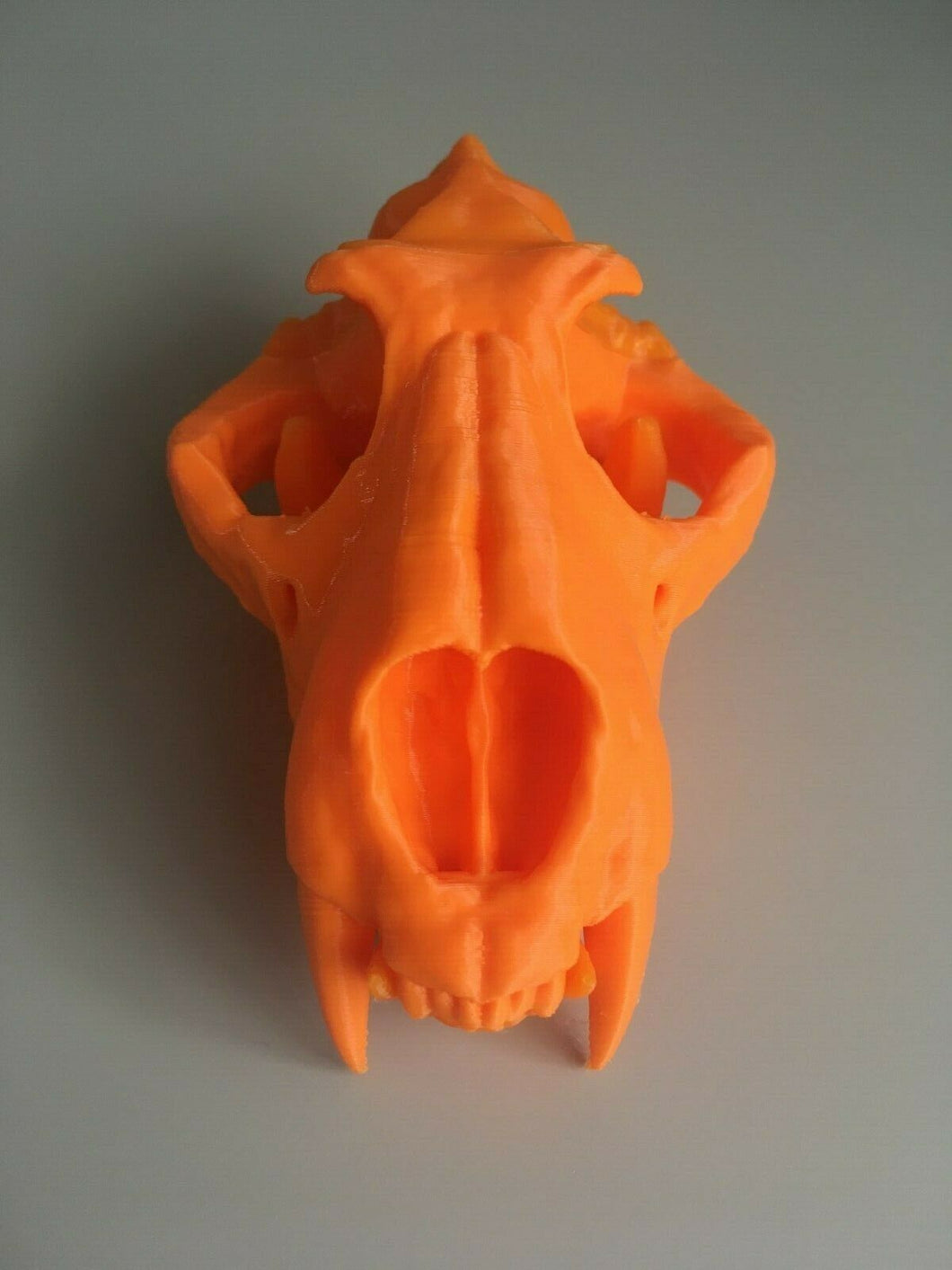 Lion Skull Animal Model Moving Jaw Bones 3d Printed Pick Your Colour