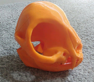 Cat Skull with Teeth Model Moving Jaw Bones 3d Printed Pick Your Colour
