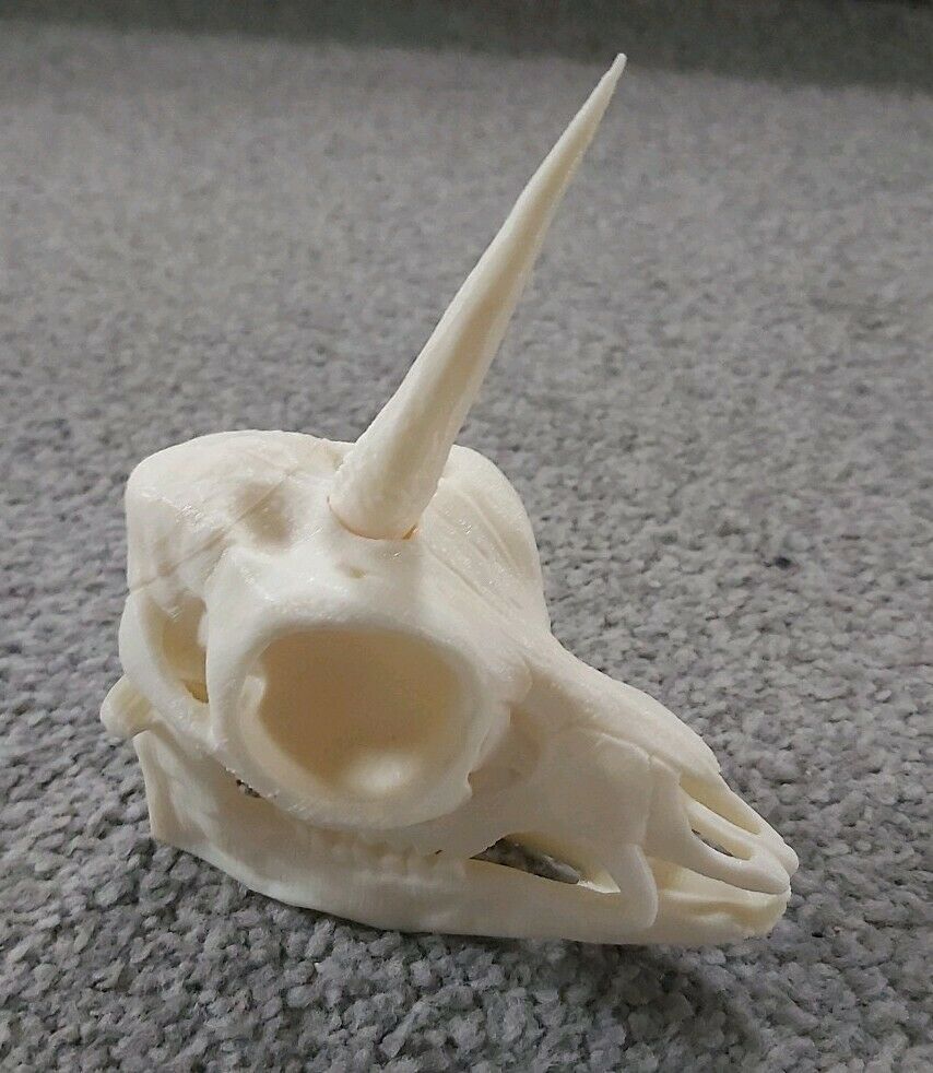 Unicorn Skull Model Moving Jaw Bones 3d Printed Pick Your Colour
