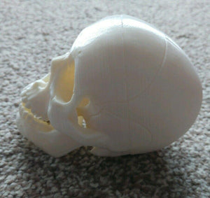 Human Skull Model Moving Jaw Bones 3d Printed Pick Your Colour